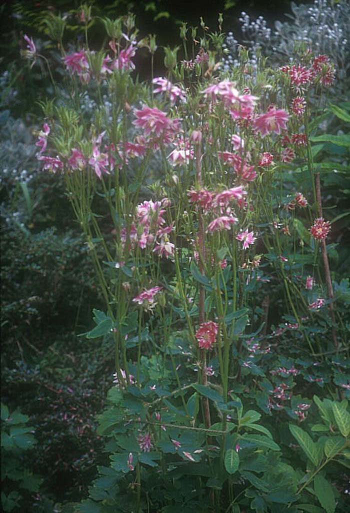 Plant photo of: Aquilegia hybrids 'Nora Barlow'
