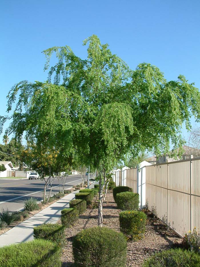 Elm, Chinese Evergreen