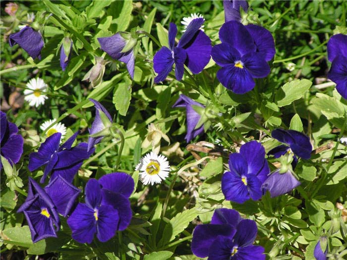Viola cornuta 'Purple Showers'