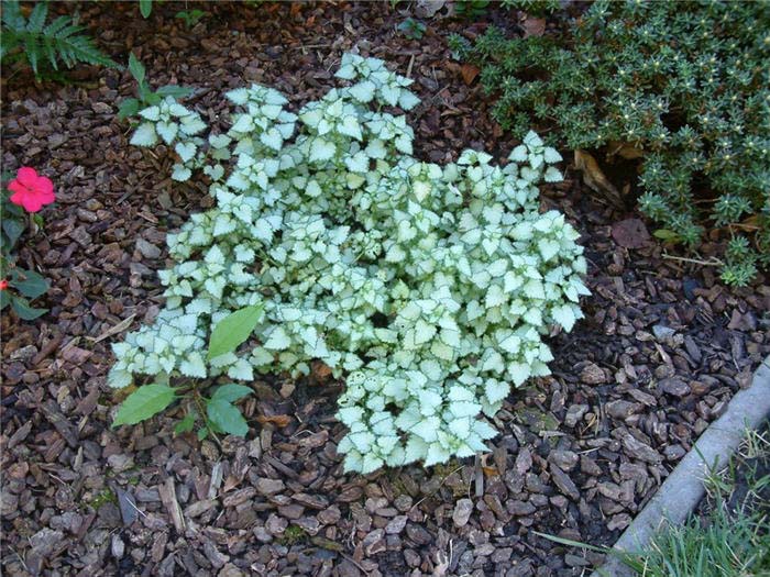 Plant photo of: Lamium maculatum 'Beacon Silver '