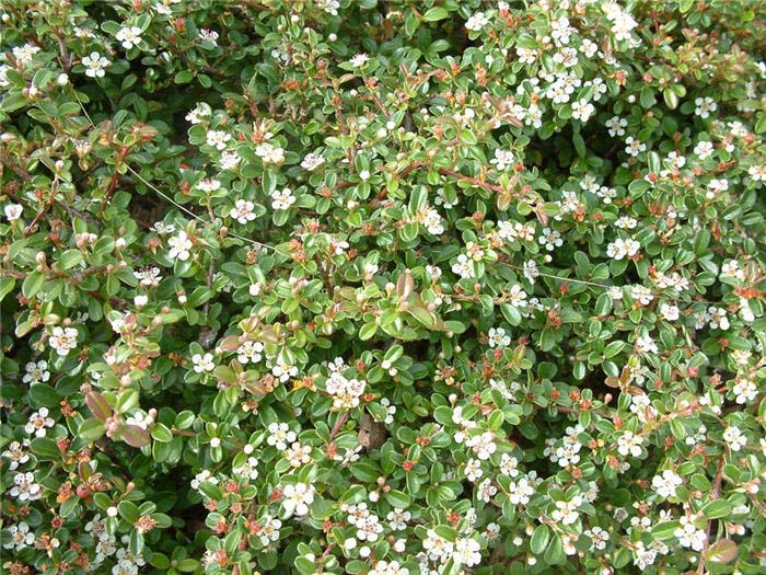 Cotoneaster, Bearberry