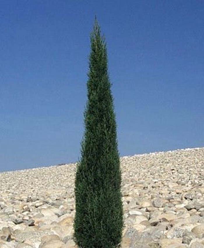 Cypress, Italian 'Tiny Towers'