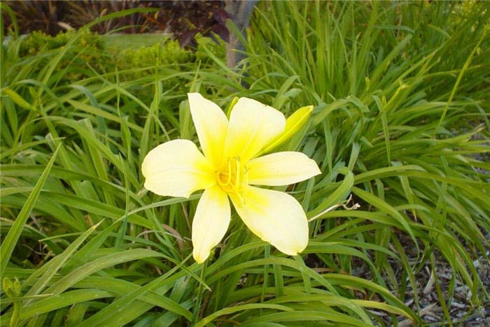 Plant photo of: Hemerocallis 'Yellow'