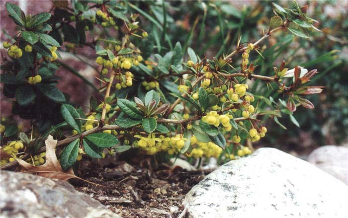 Barberry, Gold