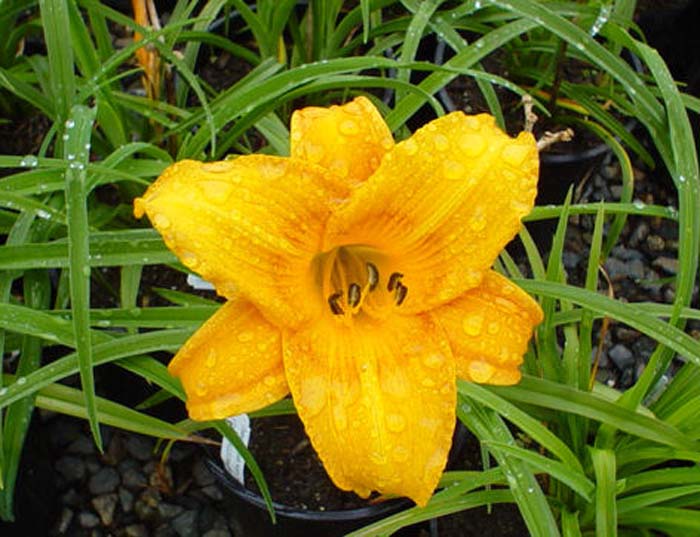 Plant photo of: Hemerocallis 'Orange King'