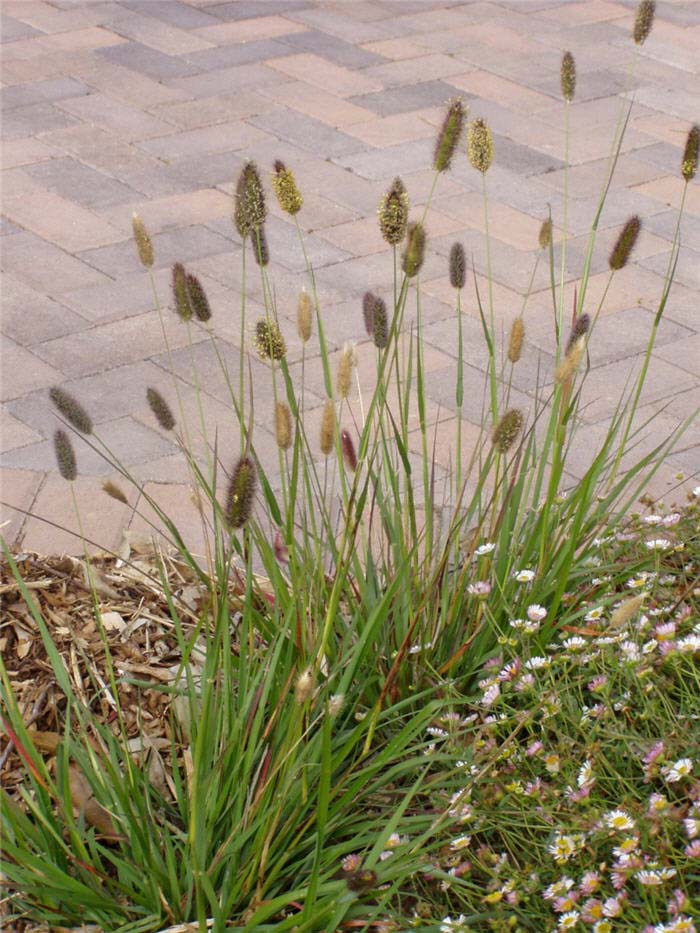 Plant photo of: Pennisetum messiacum