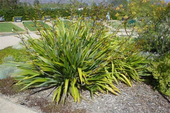 Plant photo of: Phormium cookianum