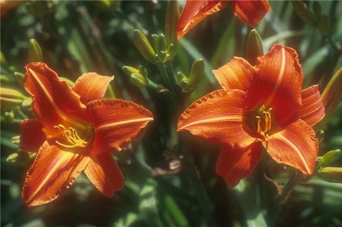 Daylily, Lady Lucille