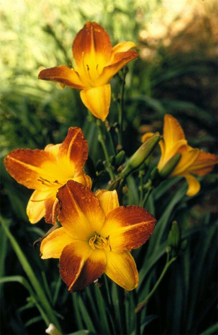 Daylily, Sue Booth