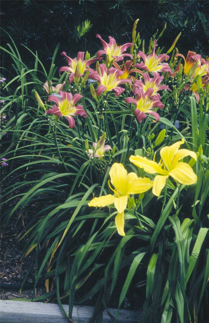 Daylily, Marse Connell