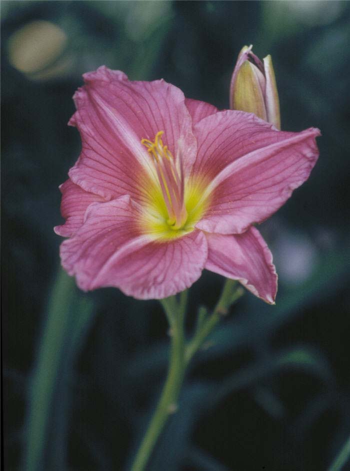Plant photo of: Hemerocallis 'Rose Cherub'