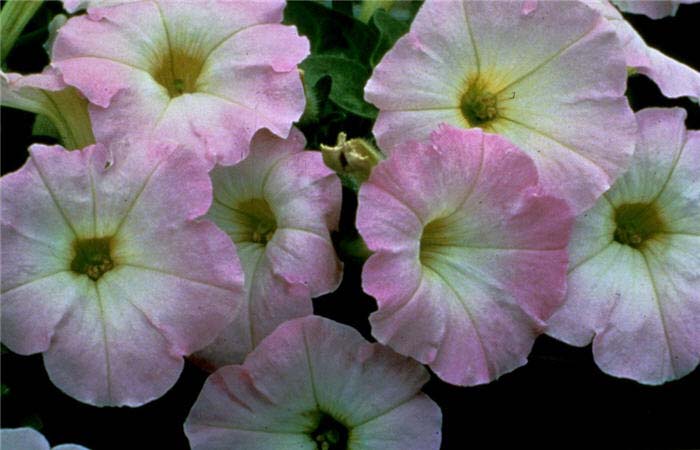 Plant photo of: Petunia X hybrida 'Fantasy Pink Morning'