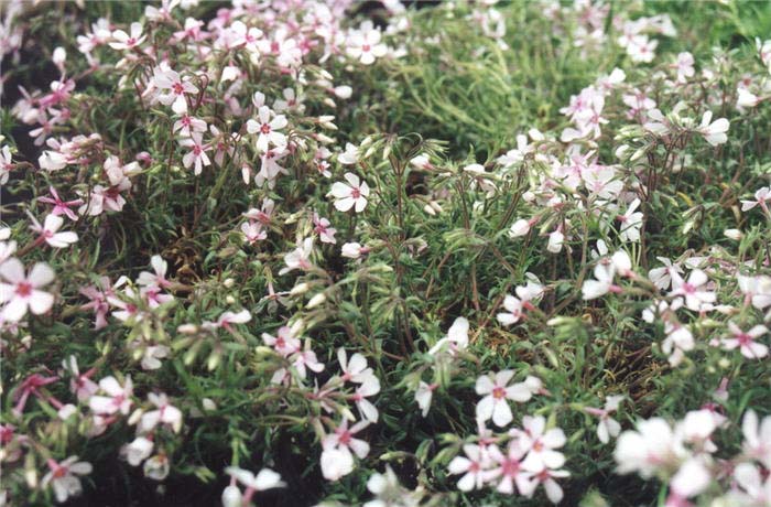 Phlox, Apple Blossom Moss