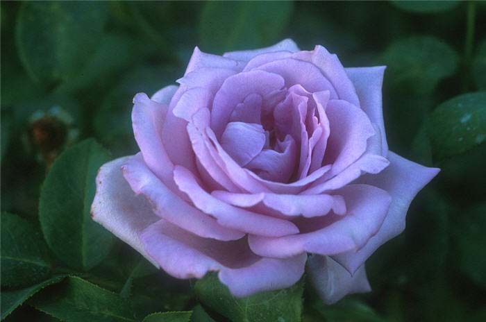 Tea Rose, 'Blue Moon' Hybrid