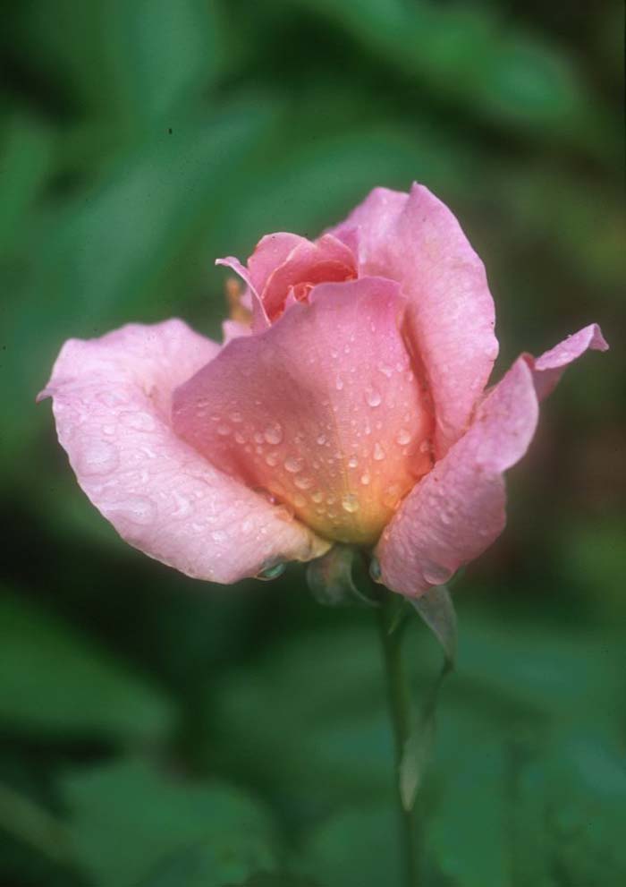 Tea Rose, 'Pink Peace' Hybrid