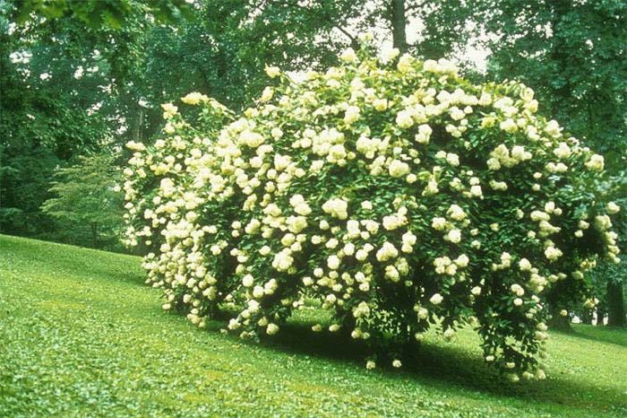 Hydrangea arborescens 'Grandiflora'