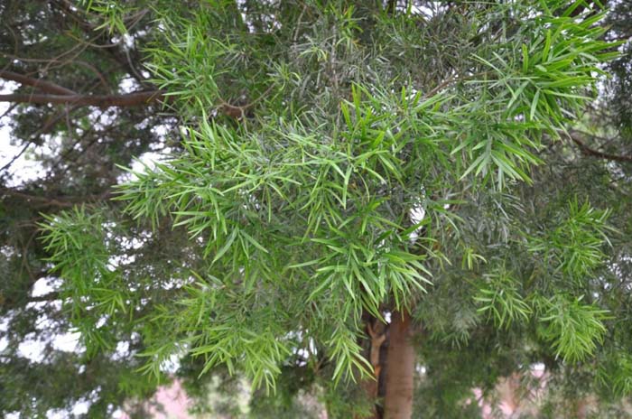 Plant photo of: Afrocarpus elongatus