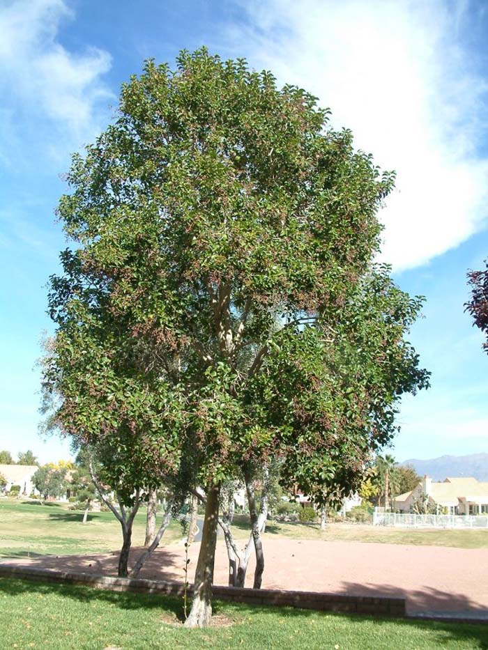Privet, Glossy / White Wax Tree