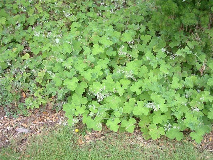 Plant photo of: Geranium X cantabrigiense 'Biokovo'