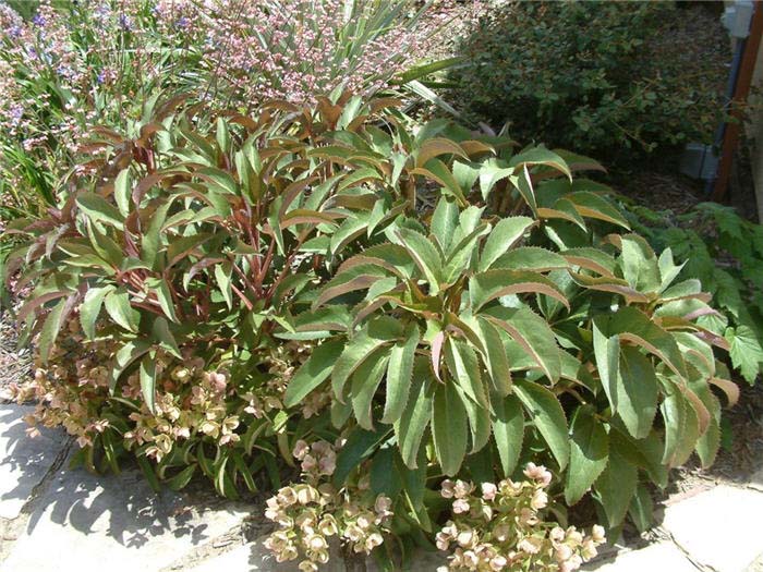 Plant photo of: Helleborus hybrids