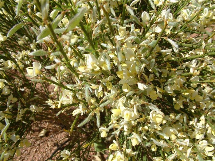 Plant photo of: Cytisus X praecox