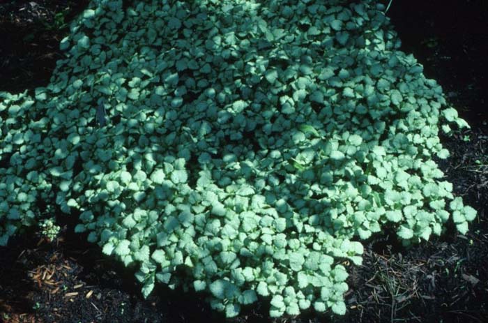 Plant photo of: Lamium maculatum 'White Nancy'