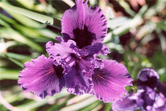 Plant photo of: Iris Pacific Coast Hybrid 'Lavender'