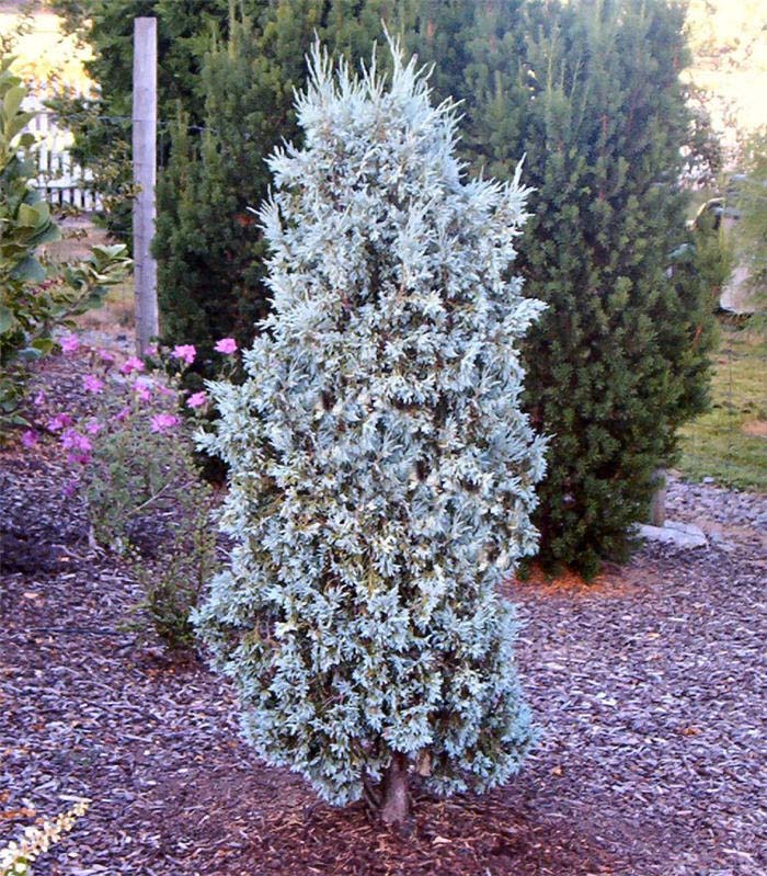 Plant photo of: Juniperus scopulorum 'Gray Gleam'