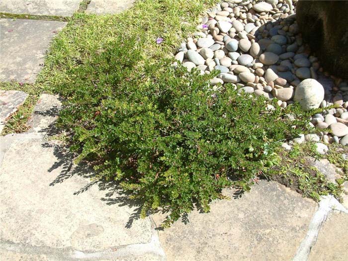 Plant photo of: Arctostaphylos hookeri 'Monterey Carpet'