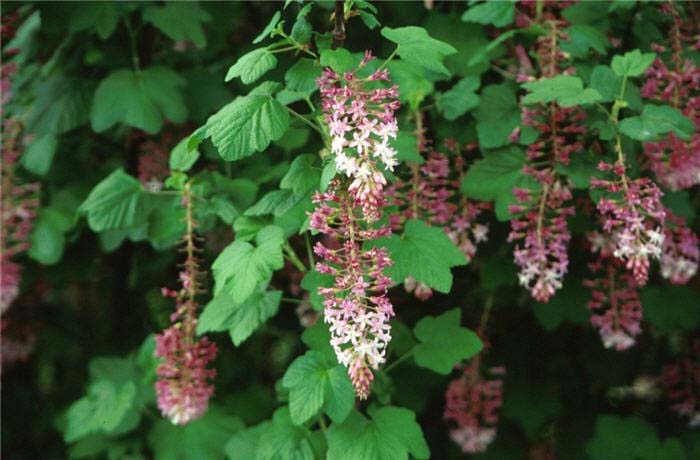 Currant, Southern Pink Flowering