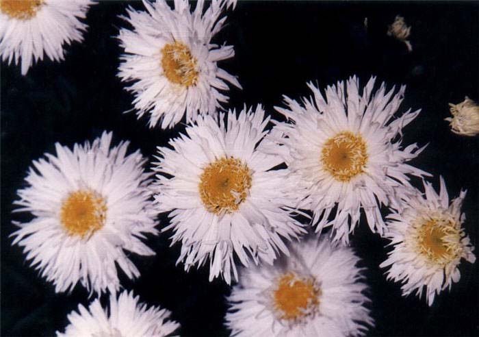 Plant photo of: Chrysanthemum maximum