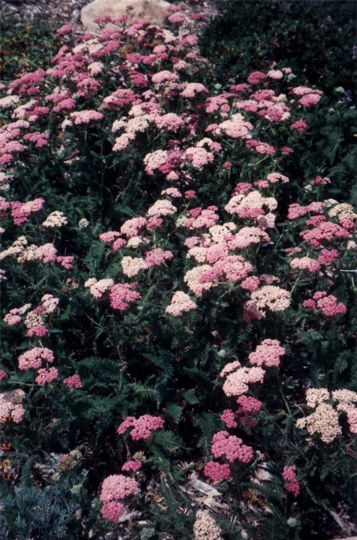 Plant photo of: Achillea millefolium 'Rosea'