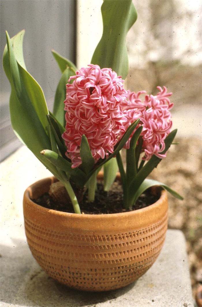 Hyacinth, Garden or Common