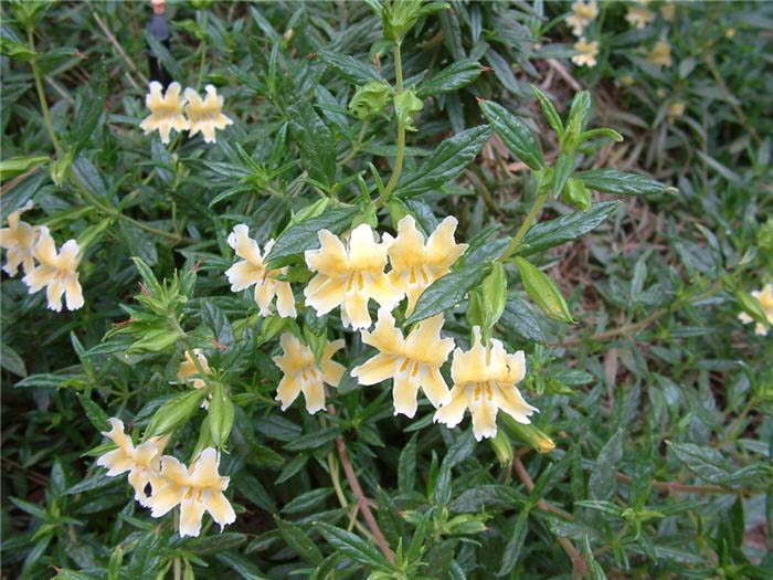 Plant photo of: Mimulus X hybridus