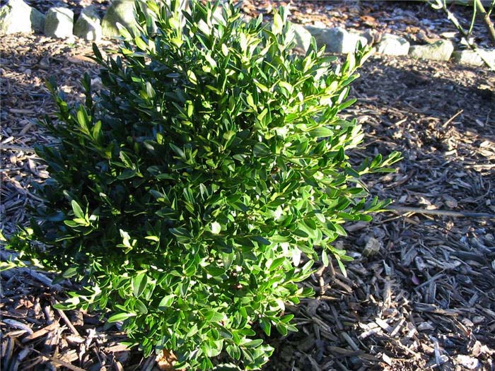 Plant photo of: Buxus microphylla 'Justin Brouwers'