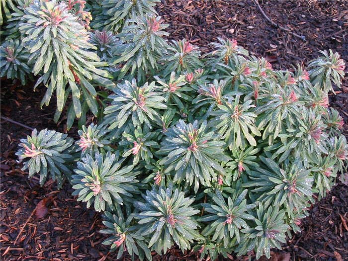 Euphorbia, Dwarf
