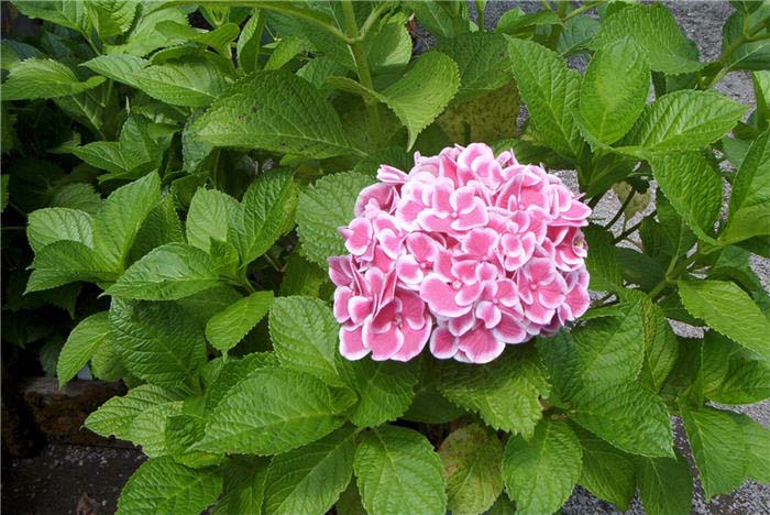 Hydrangea macrophylla 'Buttons & Bows'