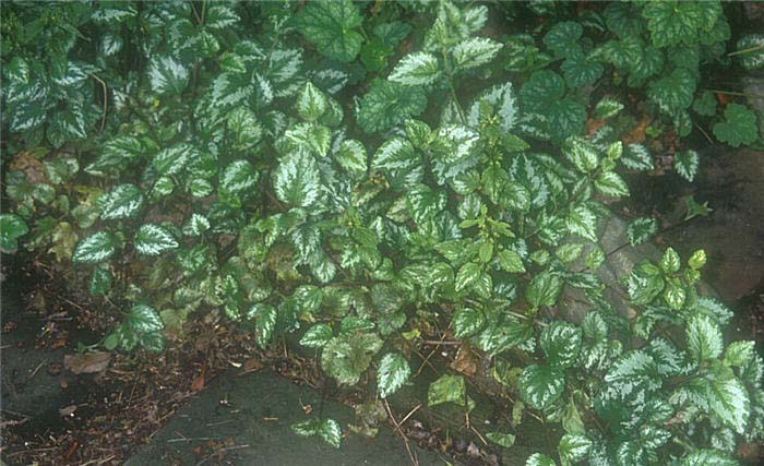 Plant photo of: Lamium galeobdolon 'Florentinum