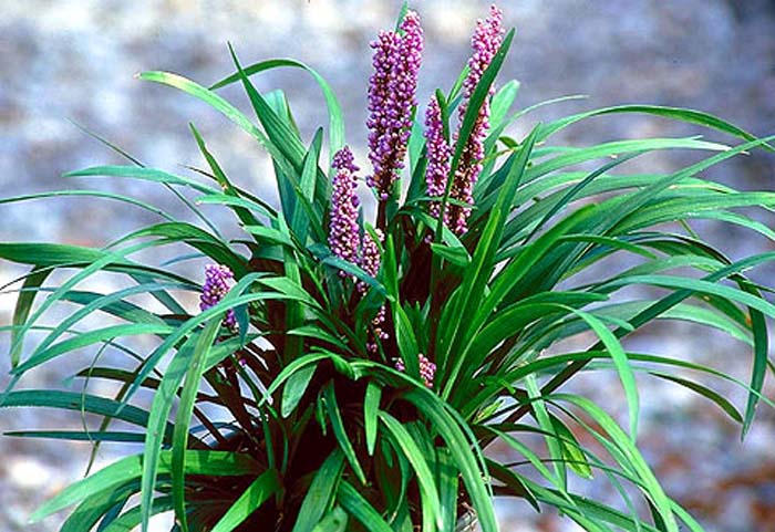 Plant photo of: Liriope muscari 'Lilac Beauty'