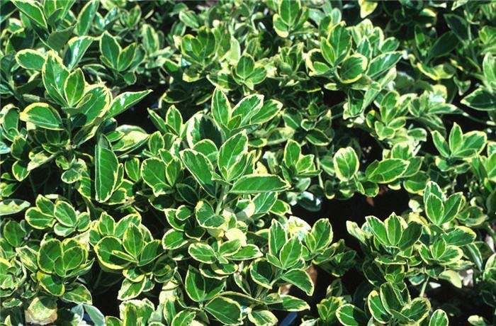 Euonymus, Evergreen selection