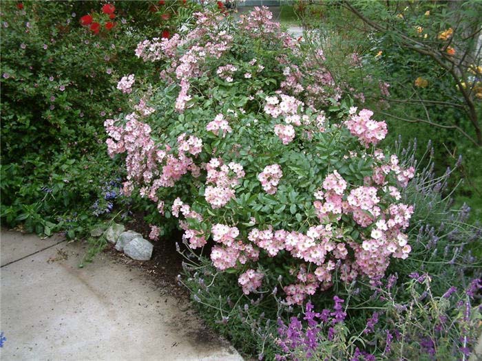 Plant photo of: Rosa 'Nearly Wild'
