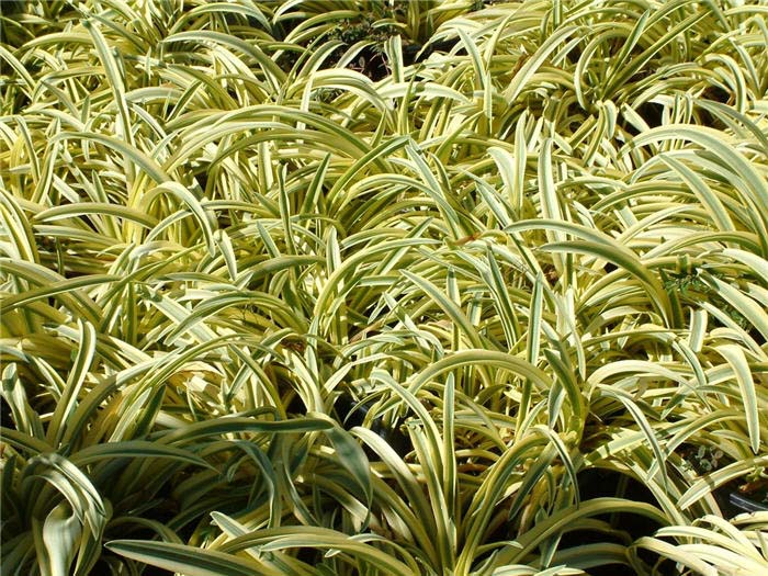 Plant photo of: Agapanthus 'Summer Gold'
