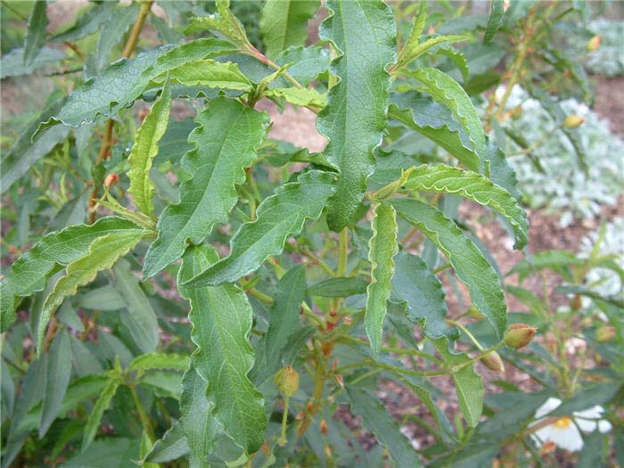 Plant photo of: Cistus ladanifer 'Albiflorus'