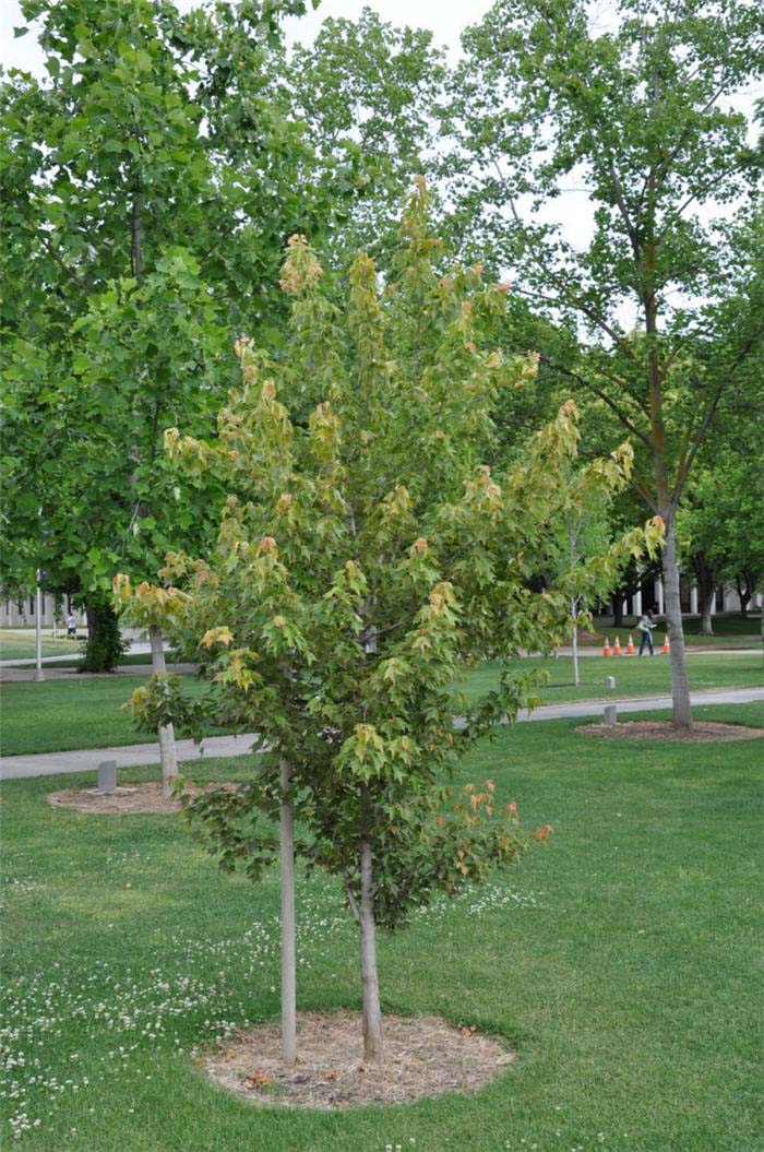 Plant photo of: Acer buergerianum