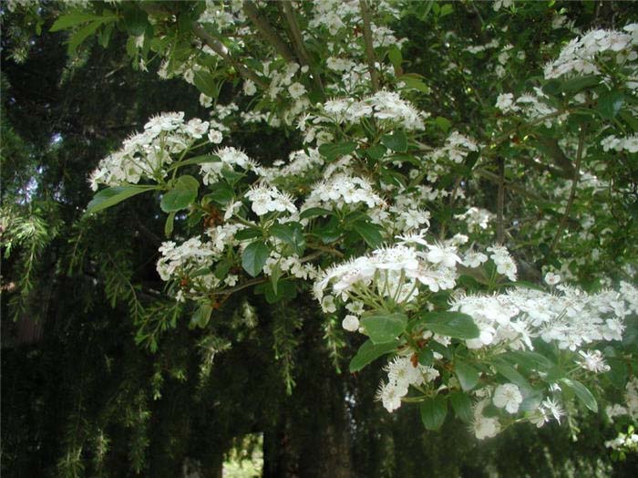 Hawthorn, English 'White'