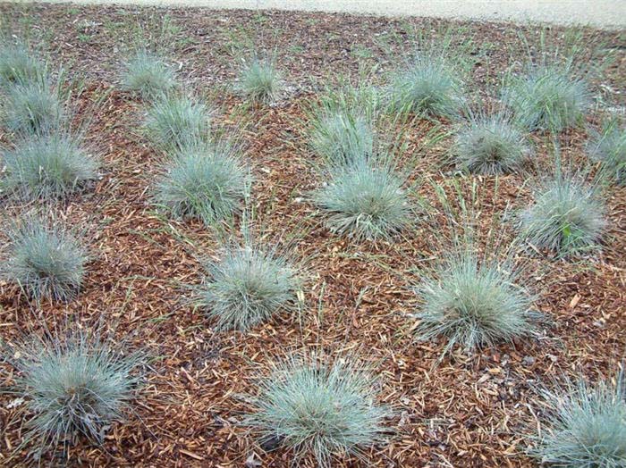 Plant photo of: Festuca californica 'Serpentine Blue'