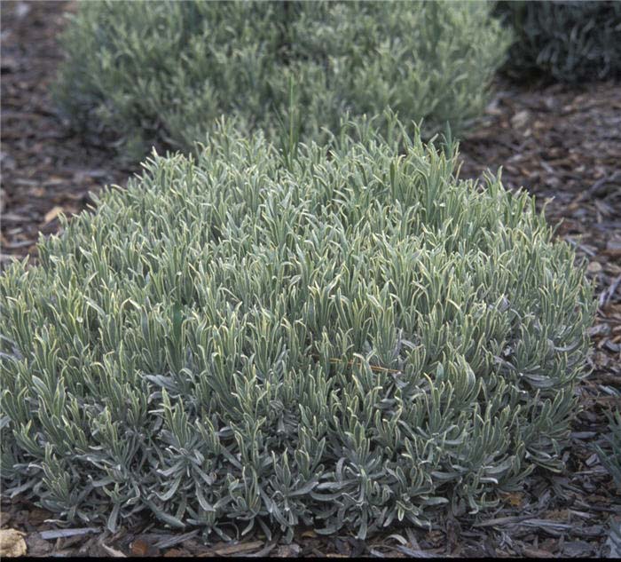 Plant photo of: Lavandula X intermedia 'Silver Edge'