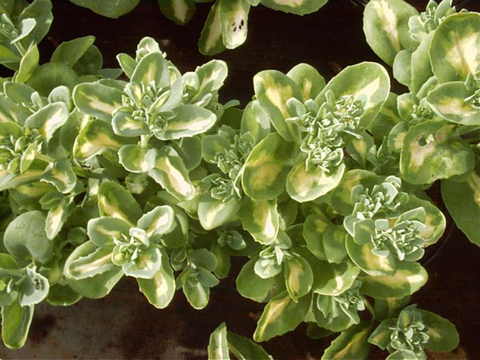 Plant photo of: Sedum sieboldii 'Medio-variegatum'