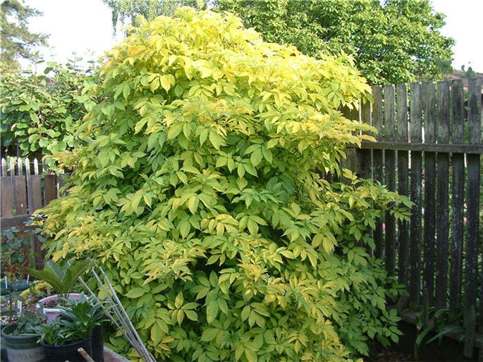 Plant photo of: Sambucus nigra ' Aurea Golden'