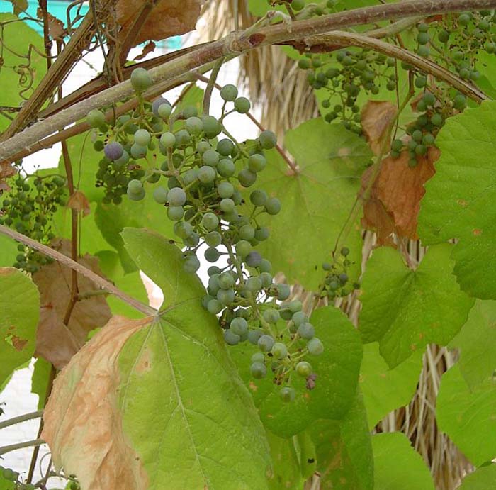 Grape, Fox / Northern Fox grape
